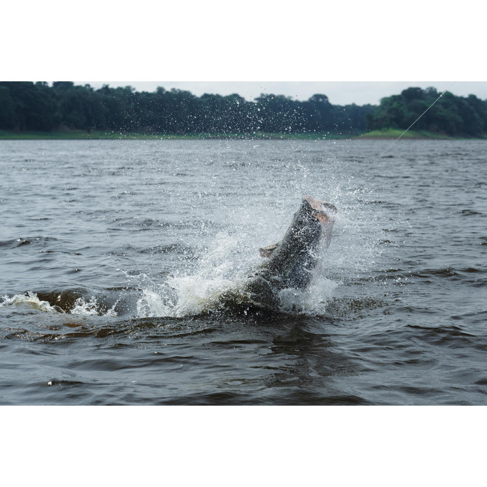 Air Pima Fish Pirarucú: Giant Arapaima Fishing in the Amazon