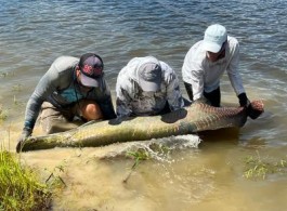 Pirarucu Season 2021 | Fishing Report	