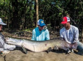 Pirarucu 2018 Season Fishing Report