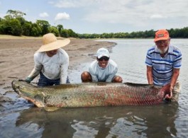 Pirarucu Season 2022 | Fishing Report Week 1