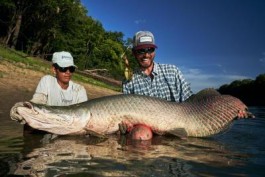 Pirarucu Season 2022 | Fishing report week 5