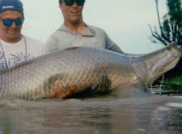 Pirarucú Amazon by Helmut Zaderer