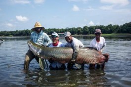 Pirarucu 2018 Season Fishing Report