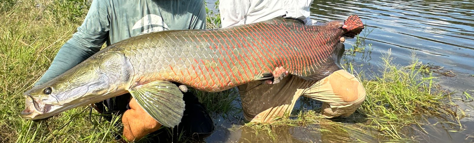 Fishing Report: Arapaima Dreams – Pirarucu Lodge, Mamirauá Reserve
