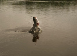 Informe de Pesca Pirarucú Lodge 2025 | Pescadores de Todo el Mundo, Batallas Memorables Semana 4