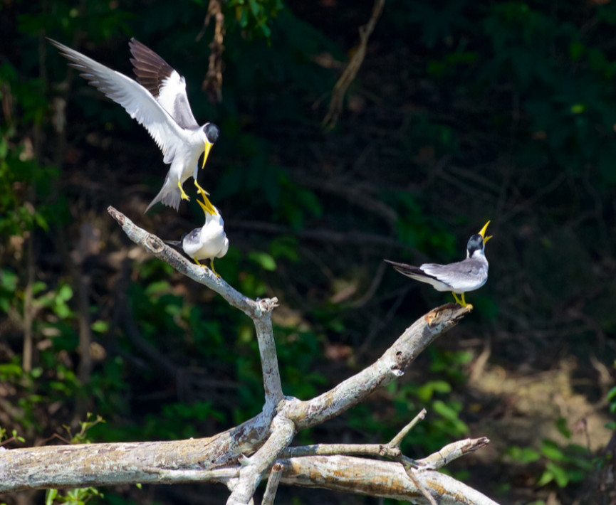 The Mamirauá Reserve strikes the senses with its active wildlife, ranking among the top five bird watching destinations in the Amazon, and its many activities satisfies the palette of the entire family.